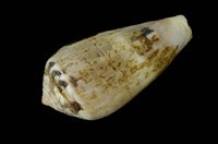 藏品(玳瑁芋螺)的圖片